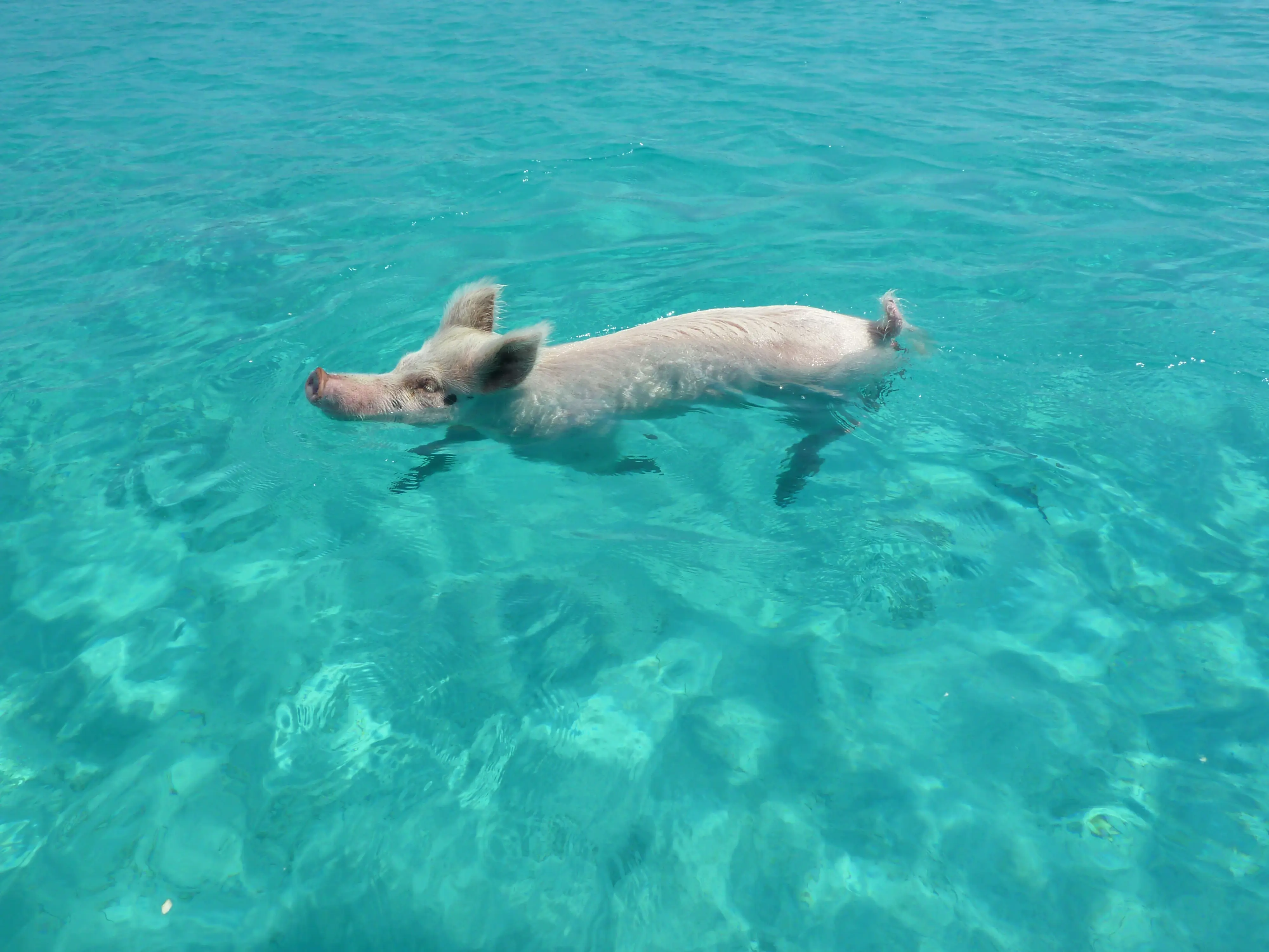 Eleuthera Die Schwimmenden Schweine